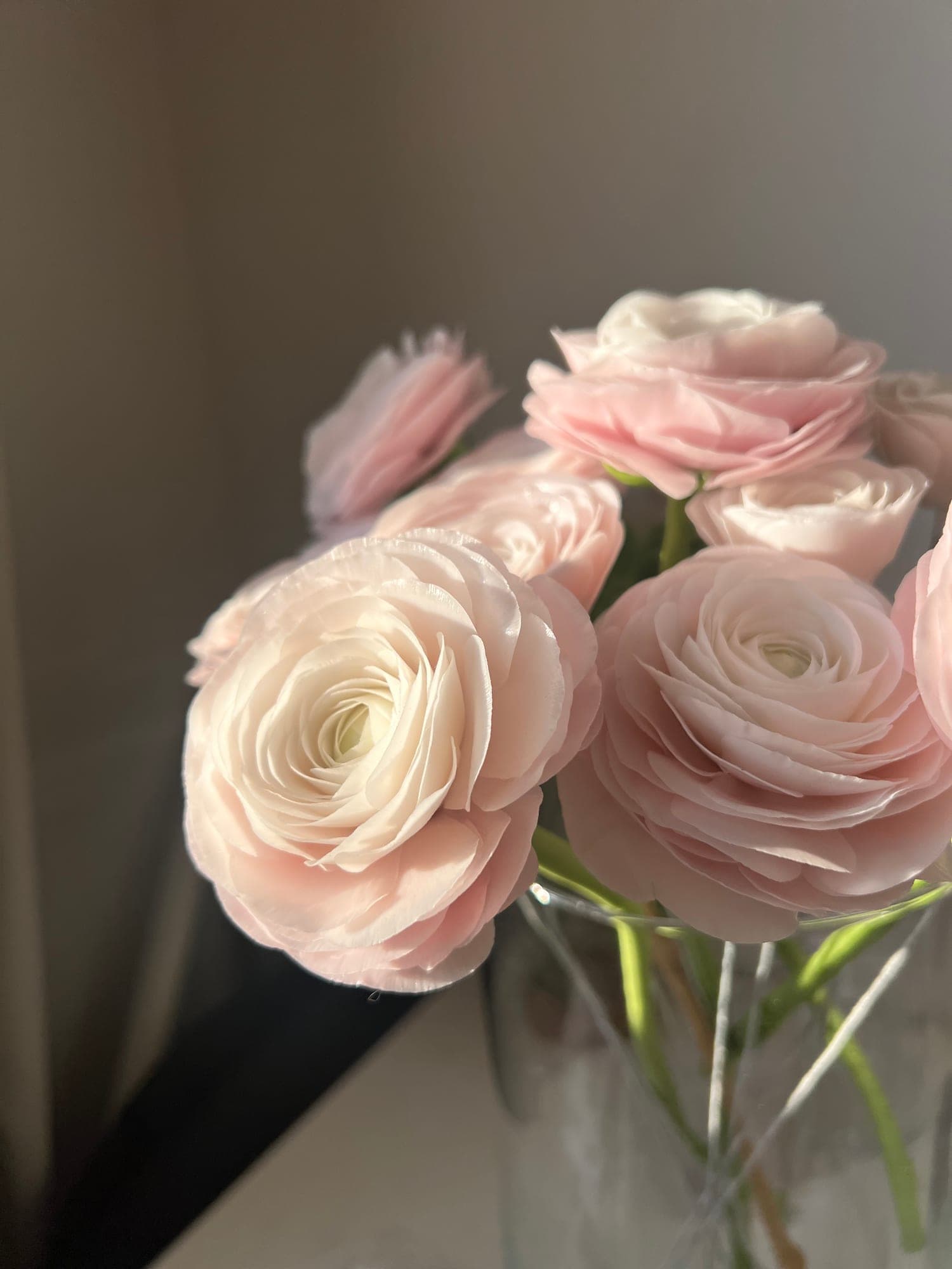 Ранункулюсы в лучах утреннего солнца